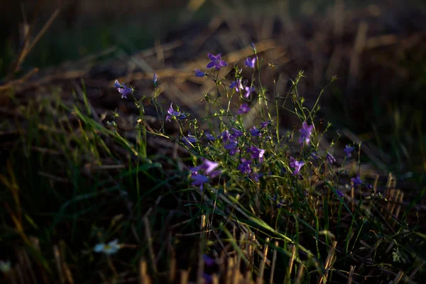 Defocused autumn flowers in the blurred field background. Close up — Stock fotografie