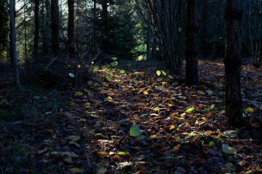 Odaklanmamış sonbahar yaprakları arka plan. Kapat..