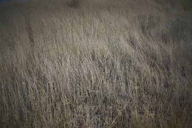 Çimen hassasiyeti. Bahar çimlerine odaklan. Arkaplan