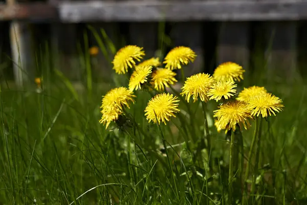 Dandelions by the fence in the garden. Selective focus on dandelions heads. Close up — Stock Photo, Image