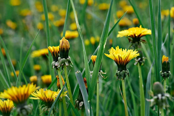 Dandelions everywhere. Selective focus on dandelions in blurred meadow background. Macro photography. — Stock Photo, Image