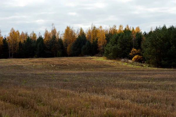 가을 풍경을 나무와 밭으로 장식하였다. 닫아. — 스톡 사진