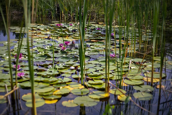 Blühender Teich. Selektiver Fokus auf Seerosen. Defokussierter, verschwommener Hintergrund. — Stockfoto