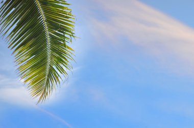 Bulutlu zemin üzerine Hindistan cevizi hurma yaprakları