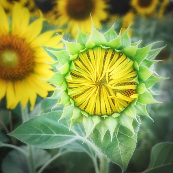 Hermoso brote de girasol fuerte sobre fondo de campo de girasol —  Fotos de Stock