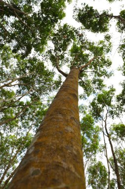 Gökyüzü arka planındaki tropikal yemyeşil ormanda yemyeşil yemyeşil bir yer.