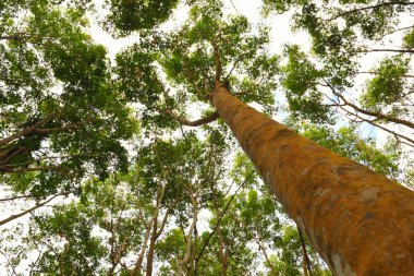 Gökyüzü arka planındaki tropikal yemyeşil ormanda yemyeşil yemyeşil bir yer.