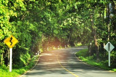 Yazın dağlarda ağaç tüneli olan boş bir köy yolu.