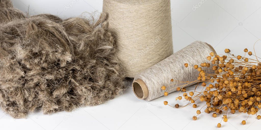 Close-up shot of flax fiber with evenly wound bobbins and a bouquet of dry flax on a white background.