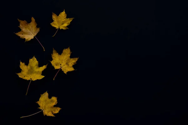 Herbstliche Ahornblätter. — Stockfoto