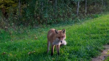Vahşi kızıl tilki tarlada.