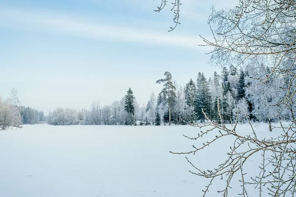 Bela Paisagem Inverno Atmosférica Neve Cobriu Árvores Lago Inverno Natureza — Fotografia de Stock