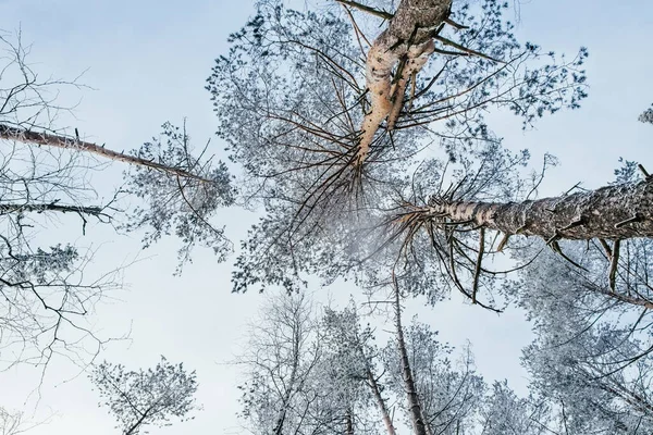 Bela Paisagem Inverno Atmosférica Neve Cobriu Árvores Floresta Inverno Natureza — Fotografia de Stock