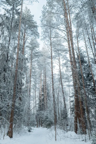 Bela Paisagem Inverno Atmosférica Neve Cobriu Árvores Floresta Fundo Natureza — Fotografia de Stock