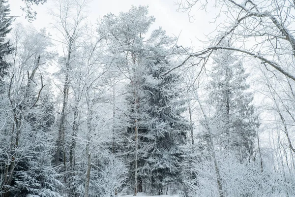 Bela Paisagem Inverno Atmosférica Neve Cobriu Árvores Floresta Inverno Natureza — Fotografia de Stock