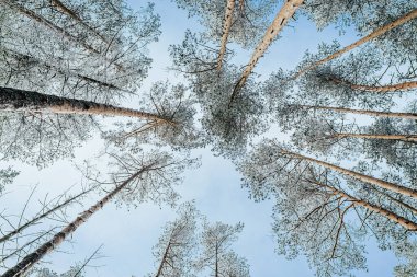 Kış orman manzarası.