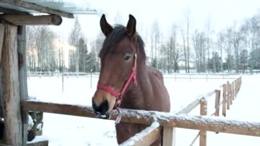 Çiftlikteki güzel atlar.