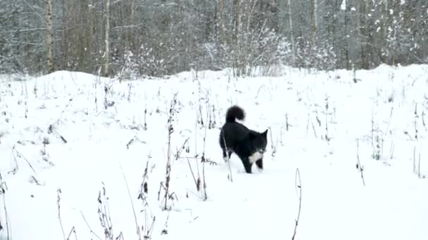 Perro negro corriendo. — Vídeos de Stock