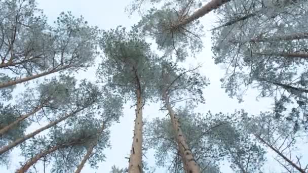 Bosque de invierno paisaje. — Vídeos de Stock