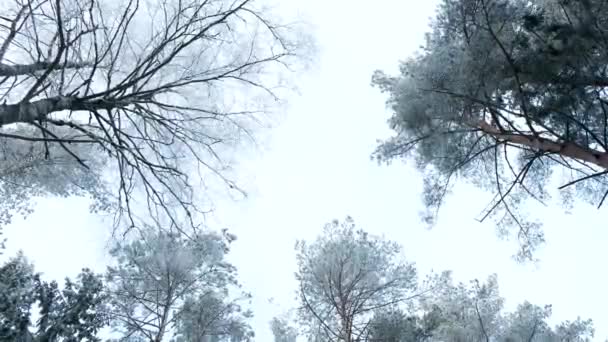 Winterliche Waldlandschaft. — Stockvideo