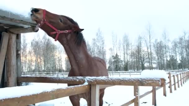Piękny koń stoi na farmie. — Wideo stockowe