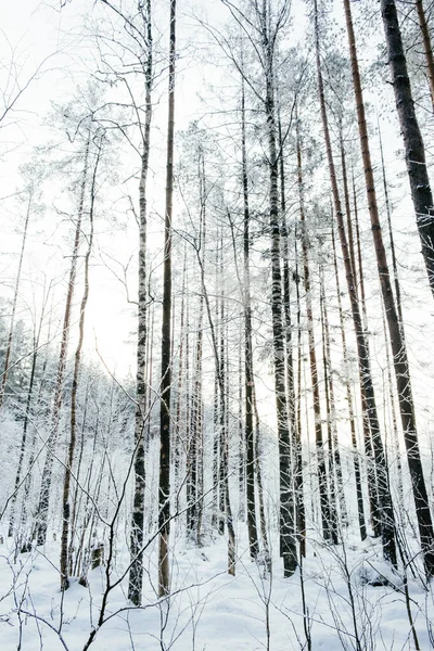 Bela Paisagem Inverno Atmosférica Neve Cobriu Árvores Floresta Fundo Natureza — Fotografia de Stock