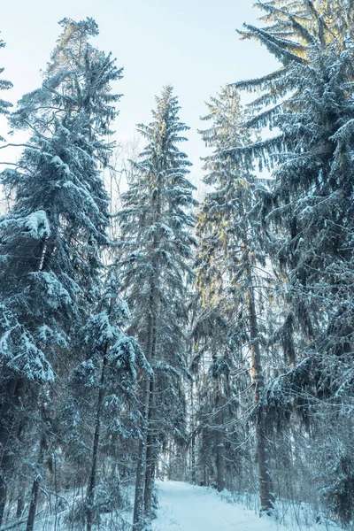 Bela Paisagem Inverno Atmosférica Neve Cobriu Árvores Floresta Fundo Natureza — Fotografia de Stock
