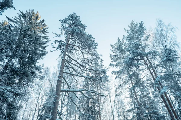 Bela Paisagem Inverno Atmosférica Neve Cobriu Árvores Floresta Inverno Natureza — Fotografia de Stock