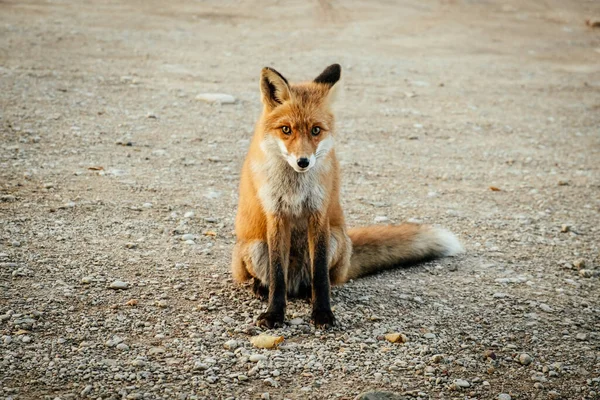 Zorro Rojo Salvaje Camino Grava Vulpes Vulpes Hermoso Animal — Foto de Stock