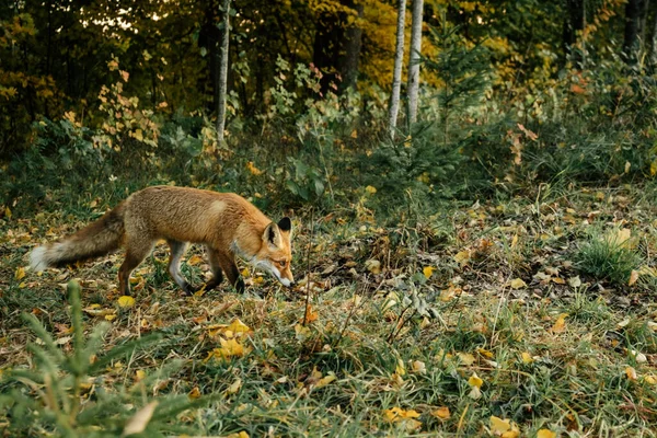 Zorro Rojo Salvaje Bosque Por Noche Animales Hábitat Natural Ambiente — Foto de Stock