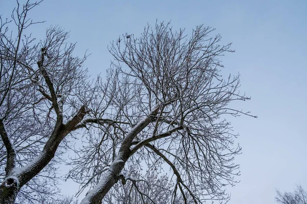 Снег Покрыл Деревья Лесу Зимнем Закате Зимний Фон Природы — стоковое фото