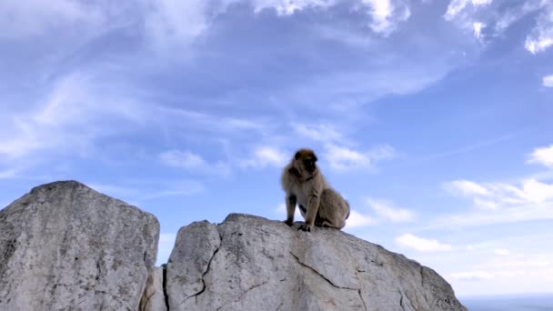 El mono como Barbary Macaque sentado. — Vídeos de Stock