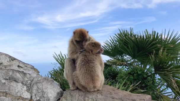 Deux singes se toilettant. — Video