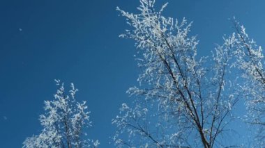 Kar taneleri düşüyor..
