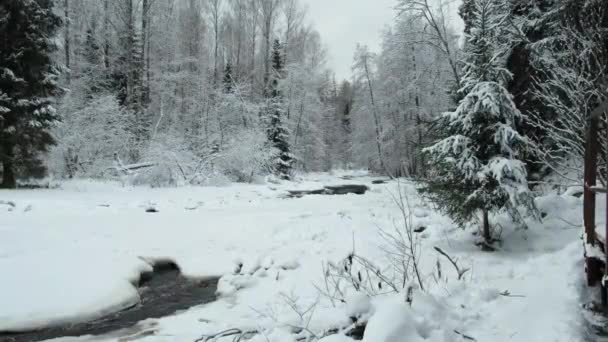 Rivière sombre profonde dans la forêt d'hiver. — Video