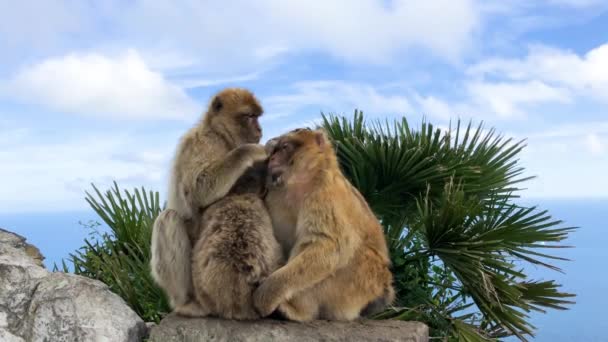 Dos monos arreglándose entre sí. — Vídeos de Stock