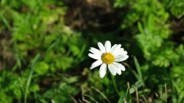 Güzel papatya çiçekleri sallanıyor.