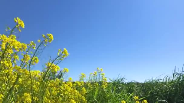 Bir sürü sarı çiçek sallanıyor.. — Stok video