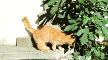 Kırmızı kedi merdivenlerde oturuyor..