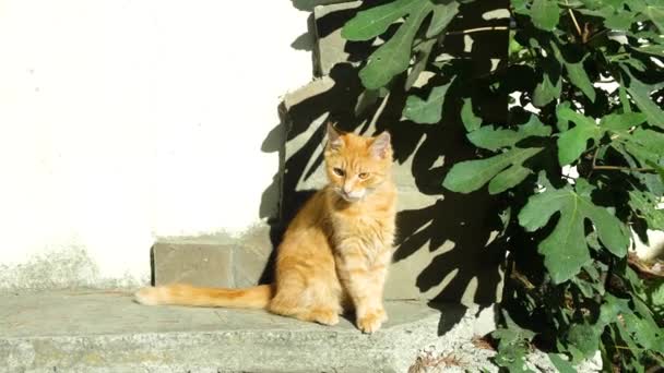 Kırmızı kedi merdivenlerde oturuyor.. — Stok video