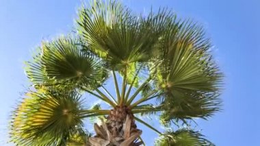 Bir hurma dalının dalları sarkmaktadır..