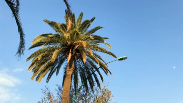 Větev palmy kymácející se. — Stock video