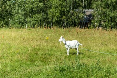 White goat graze on the meadow.
