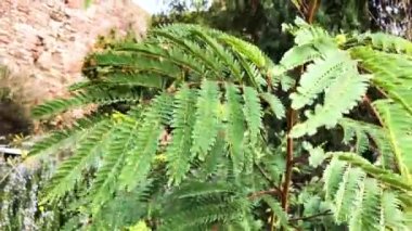 Branches of green plant are swaying.
