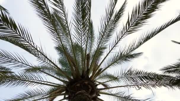 Branches of a palm tree swaying. — Stock Video