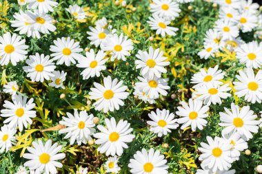 güzel beyaz papatya.