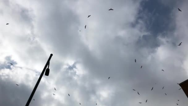 날으는 새 떼. — 비디오