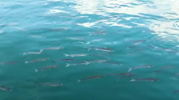 Fische schwimmen schnell im Mittelmeer. — Stockvideo