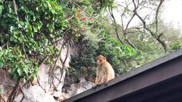 El mono sentado en el techo. — Vídeos de Stock