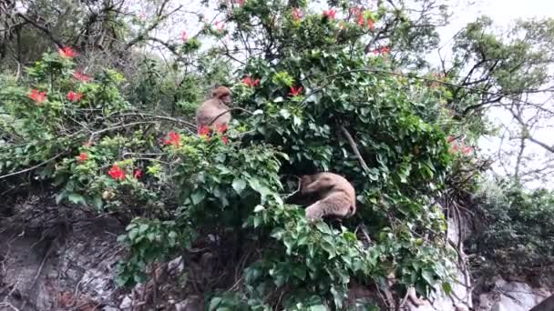 二匹の猿が木に登って. — ストック動画